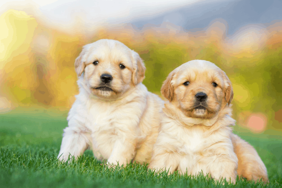 Nằm mơ thấy 2 con chó báo điềm gì, lô đề đánh con nào?