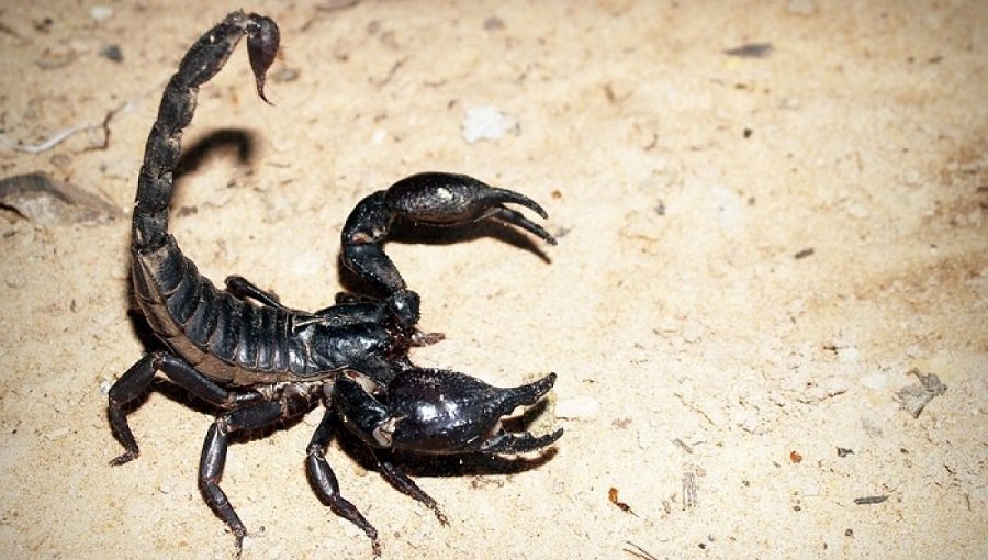 Hé lộ bí ẩn giấc mơ thấy bò cạp và con số liên quan?